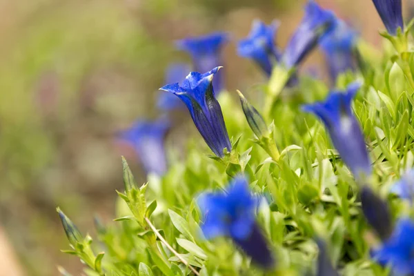 背景のための庭でトランペット リンドウ青い春の花 — ストック写真