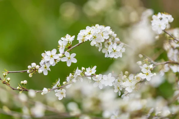 Arbre Fleurs Printemps Fleurs Sur Les Branches — Photo