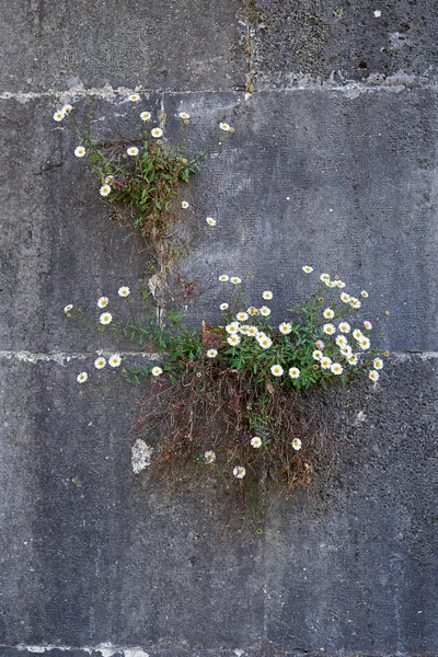 Біла Квітка Росте Сірій Похилій Стіні — стокове фото