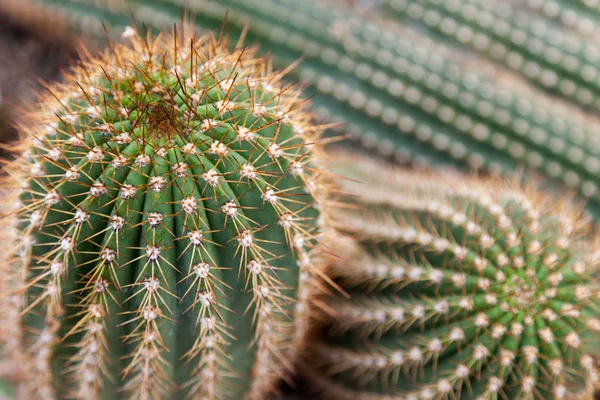 Primer Plano Los Cactus Verdes Con Espinas Amarillas — Foto de Stock