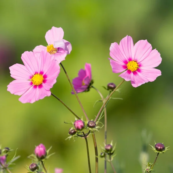 Jewelry Basket Cosmos Bipinnatus — Stock Photo, Image