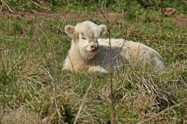 Leurre Écossais Blanc Des Hautes Terres — Photo