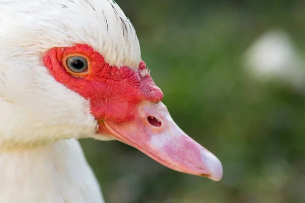 Portrét Kachny Ženské Bradavice Portrét Kachny Ženské Bradavice — Stock fotografie