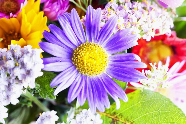 Marguerite Violette Dans Bouquet Image Horizontale — Photo