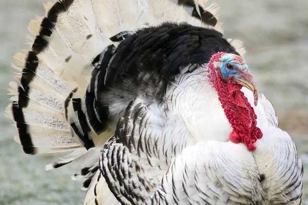 Puter Corteggiamento Tacchino Nella Stagione Degli Amori — Foto Stock