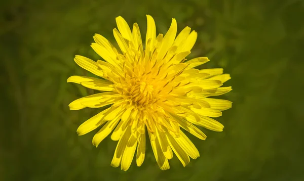Żywy Żółty Kwiat Mniszek Miękkie Podłoże Zielony — Zdjęcie stockowe