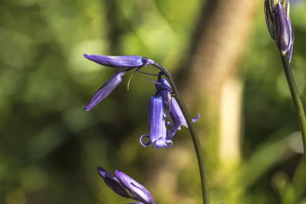 Fleur Cloche Bleue Vibrante Dans Une Clairière Boisée — Photo