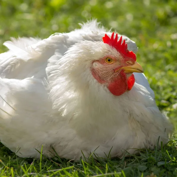 scenic view of beautiful bird at nature