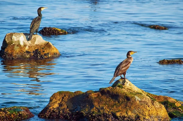 Vista Cênica Corvos Marinhos Aves Natureza — Fotografia de Stock