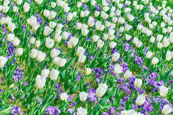 Dziedzinie Białe Tulipany Wśród Kwiatów Bratek — Zdjęcie stockowe