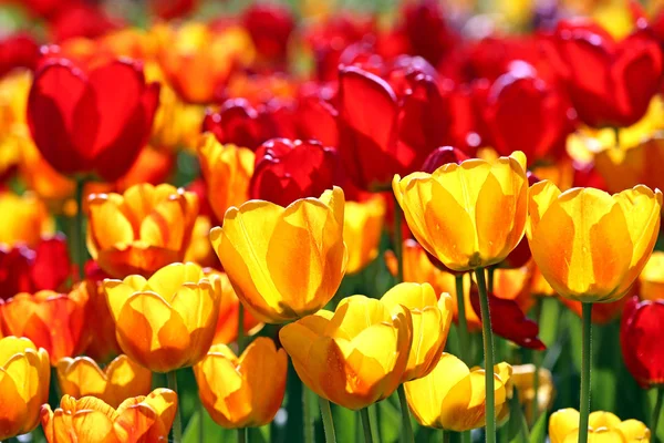 Tulipány Žlutém Červeném Podsvícení — Stock fotografie