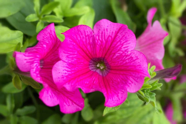 Schöne Blumen Blumiges Konzept Hintergrund — Stockfoto