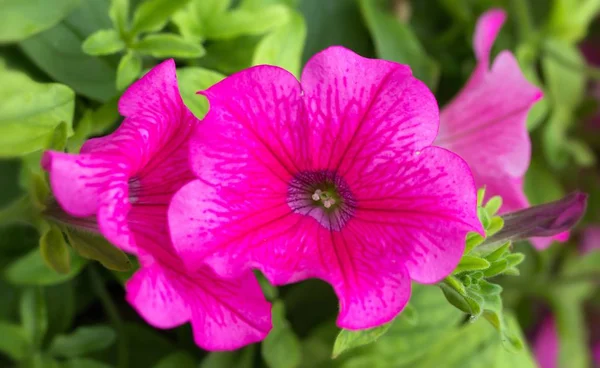 Piękne Botaniczne Ujęcie Naturalna Tapeta — Zdjęcie stockowe