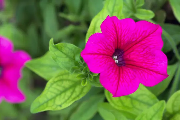 Schöne Botanische Aufnahme Natürliche Tapete — Stockfoto