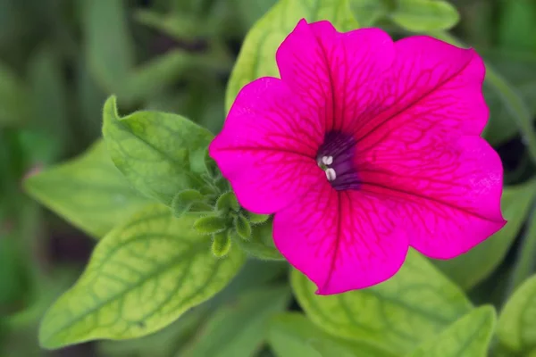 Beautiful Botanical Shot Natural Wallpaper — Stock Photo, Image