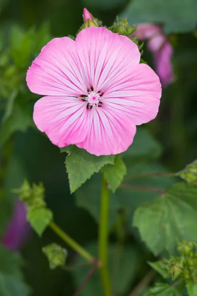 ピンクマローの花 ピンクマローの花 — ストック写真