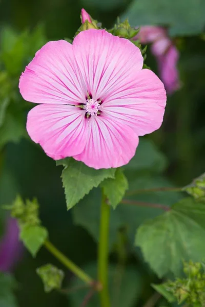 ピンクマローの花 ピンクマローの花 — ストック写真