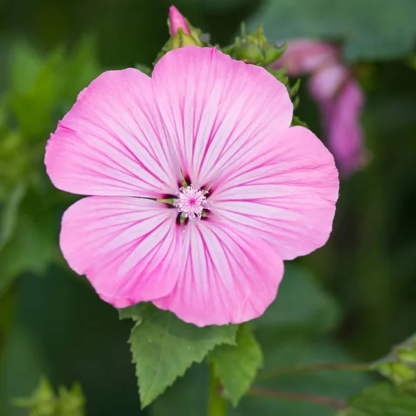 Pink Mallow Flowers Pink Mallow Flowers — Stock Photo, Image
