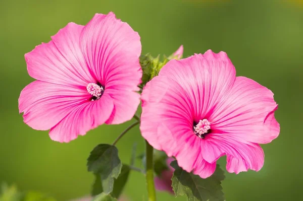 Fiori Rosa Malva Fiori Rosa Malva — Foto Stock