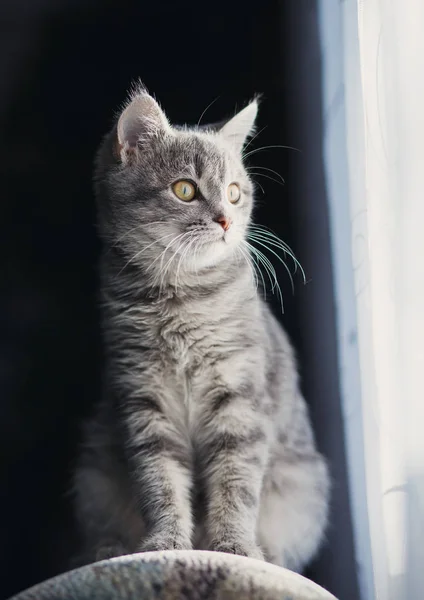 Katt Sitter Vid Fönstret — Stockfoto