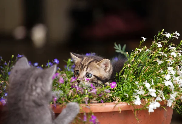 Two Little Kitten Playing Flowerpot Outdoor — Stock Photo, Image