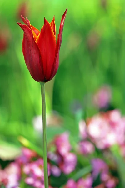 Schlanke Lililienblütige Tulpenkönigin Von Saba — Stockfoto