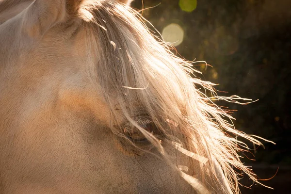 Detailní Záběr Hlavy Andaluského Koně Teplém Slunečním Světle — Stock fotografie
