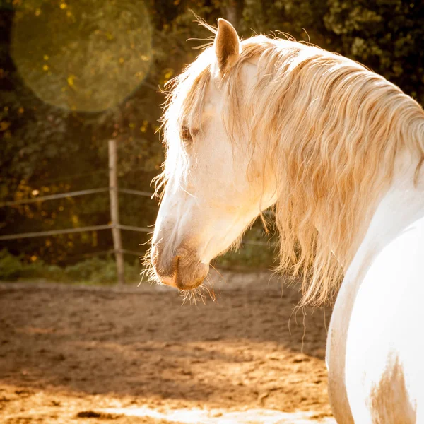 Andalusisk Häst Varmt Solljus — Stockfoto
