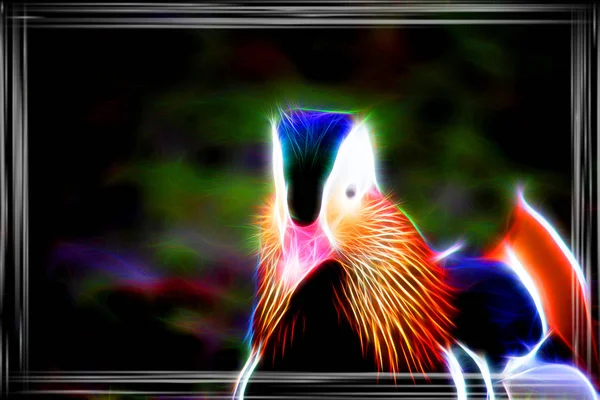 Kaczka Mandarynkowa Ptaszek Piórowy — Zdjęcie stockowe