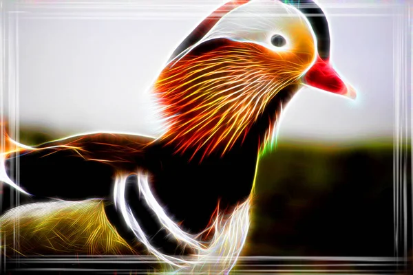Мандаринская Утка Пернатая Птица — стоковое фото