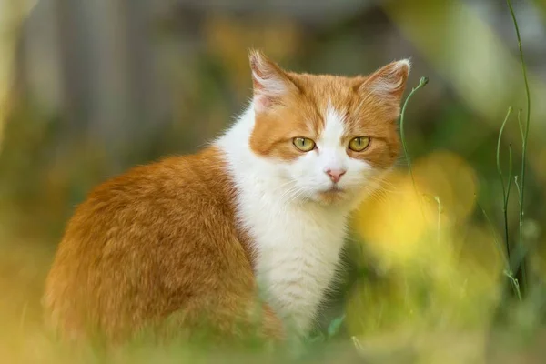 かわいい猫の肖像画 — ストック写真