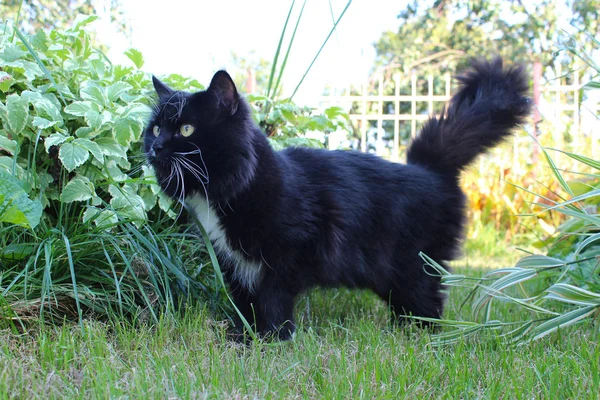 Schwarze Katze Spaziert Auf Grünem Gras Nutzgarten — Stockfoto