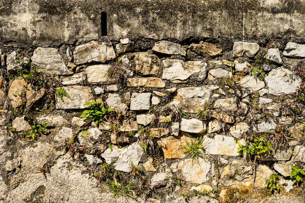 Muro Pietra Ricoperto Piante Sotto Sole — Foto Stock