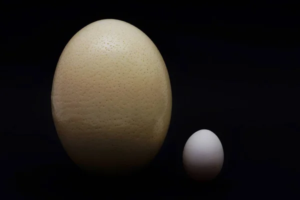 Devekuşu Yumurtası Tavuk Yumurtası — Stok fotoğraf