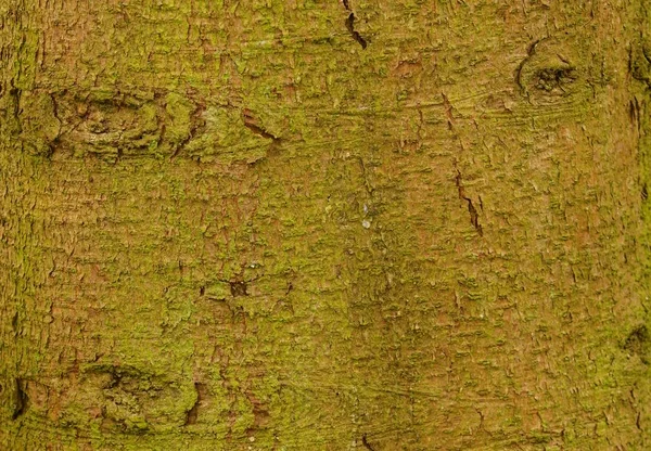 树干树皮 木制木材 — 图库照片