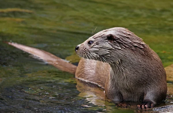 Close Otter Lutra Lutra — Stock Photo, Image