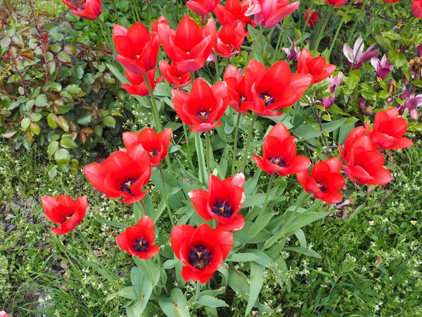 Tulipanes Rojos Tulipa Gesneriana Flores Cerrar Vista — Foto de Stock
