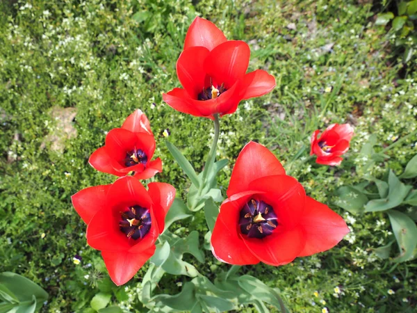 Κόκκινες Τουλίπες Tulipa Gesneriana Λουλούδια Close View — Φωτογραφία Αρχείου