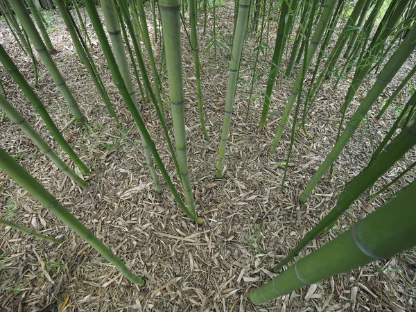 Perspektivvyn Grön Bambu Bambuseae Träd Användbar Som Bakgrund — Stockfoto