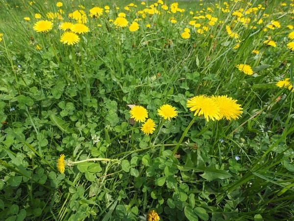 Bijen Paardebloem Taraxacum Officinale Ook Bekend Onder Naam Common Dandelion — Stockfoto