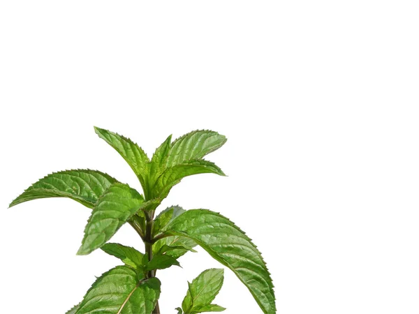 Planta Menta Verde Pimienta Con Espacio Copia Sobre Fondo Blanco — Foto de Stock