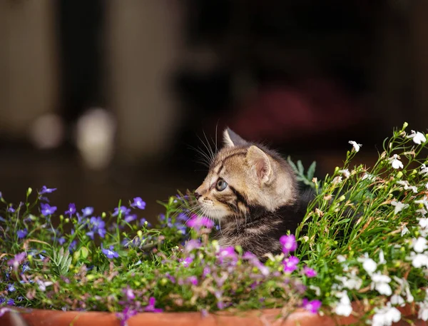 Little Kitten Playing Flowerpot Outdoor — Stock Photo, Image