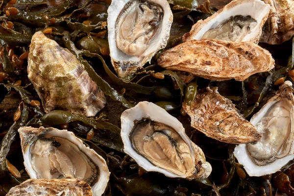 Ganze Frische Rohe Meeresaustern Geöffnet Und Der Schale Auf Einem — Stockfoto