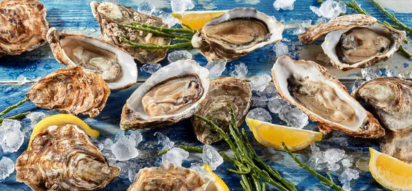 Buffet Fresh Shucked Oysters Ice Green Seaweed Shoots Wedges Tangy – stockfoto