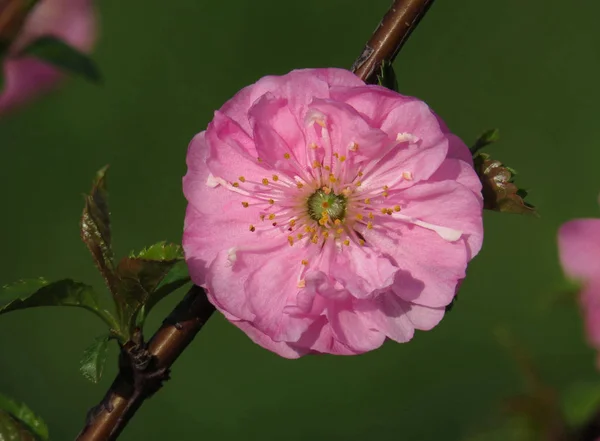 Pink Almond Blossom Branch Ornamental Almond Prunus Triloba Almond Blossom — Stock Photo, Image
