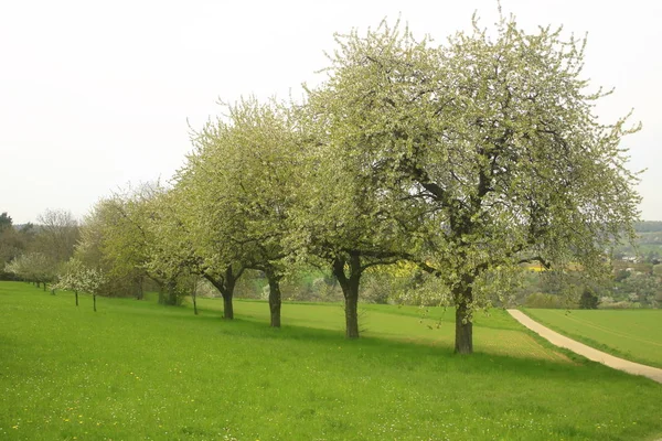 Appelbloesem Lentebloemen — Stockfoto