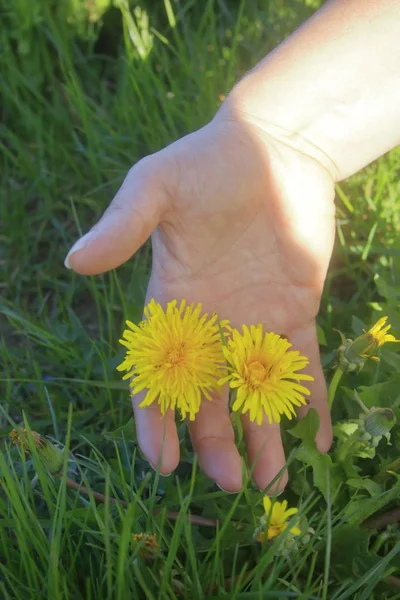 Femme Cueille Main Fleurs Pissenlit — Photo