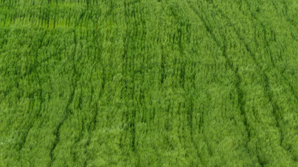 Green Wheat Field Spring Time — Stock Photo, Image