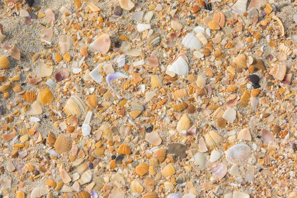 Fondo Pequeñas Conchas Multicolores Que Yacen Sobre Arena Del Mar —  Fotos de Stock