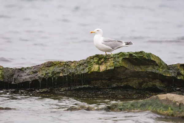 Mouette Assise Sur Rocher Dominant Surface Eau — Photo